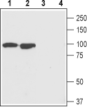Western blot analysis of rat (lanes 1 and 3) and mouse (lanes 2 and 4) brain lysates: