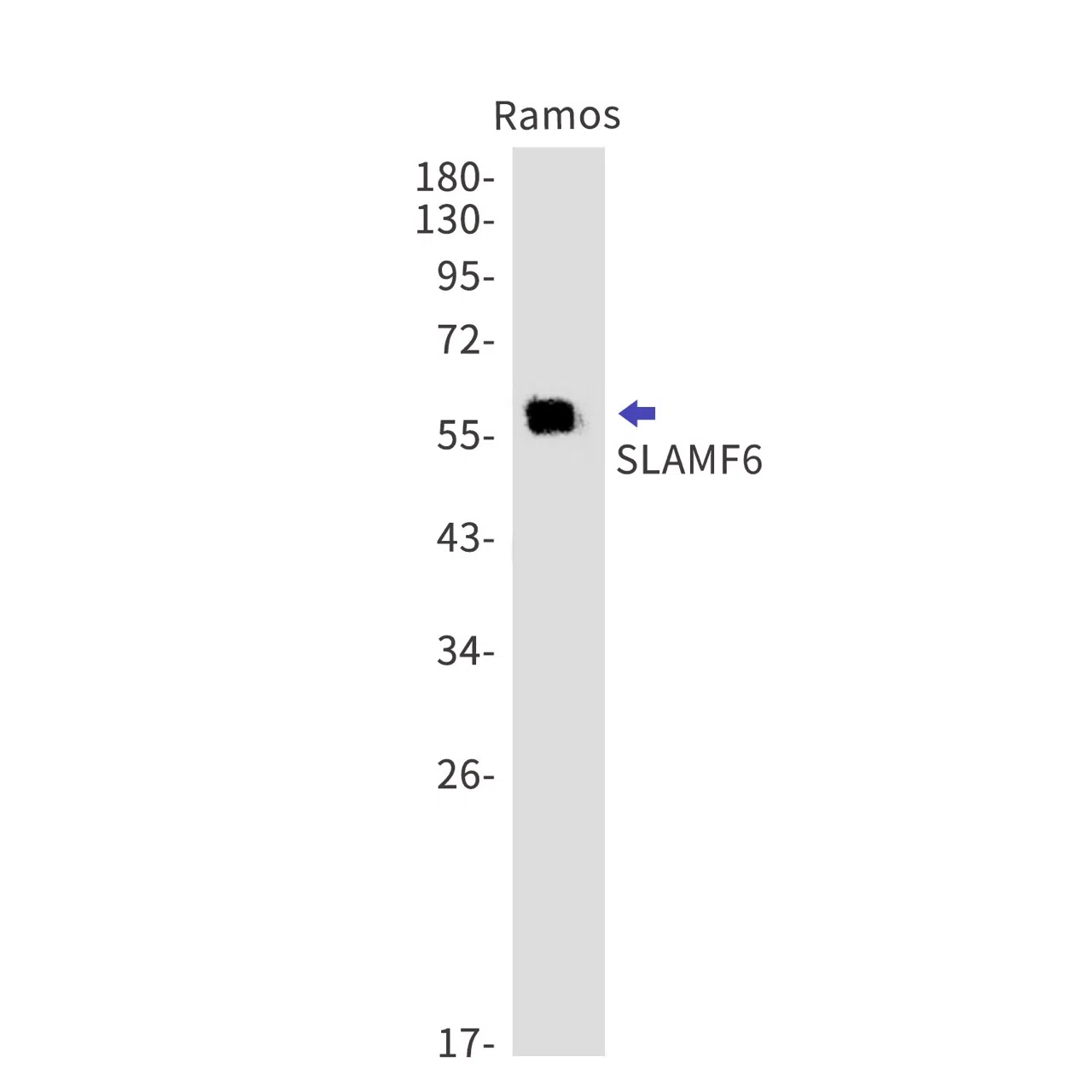 AMRe87564