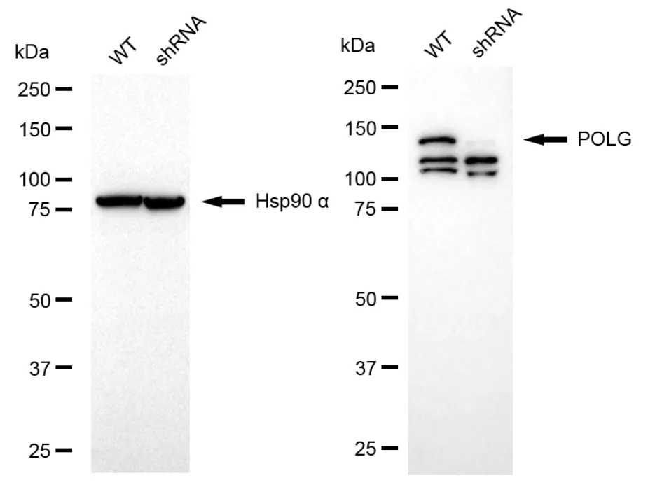 KVAb00950