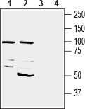 Western blot analysis of mouse brain membranes (lanes 1 and 3) and rat brain lysate (lanes 2 and 4):