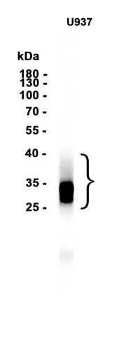 AMRe86549