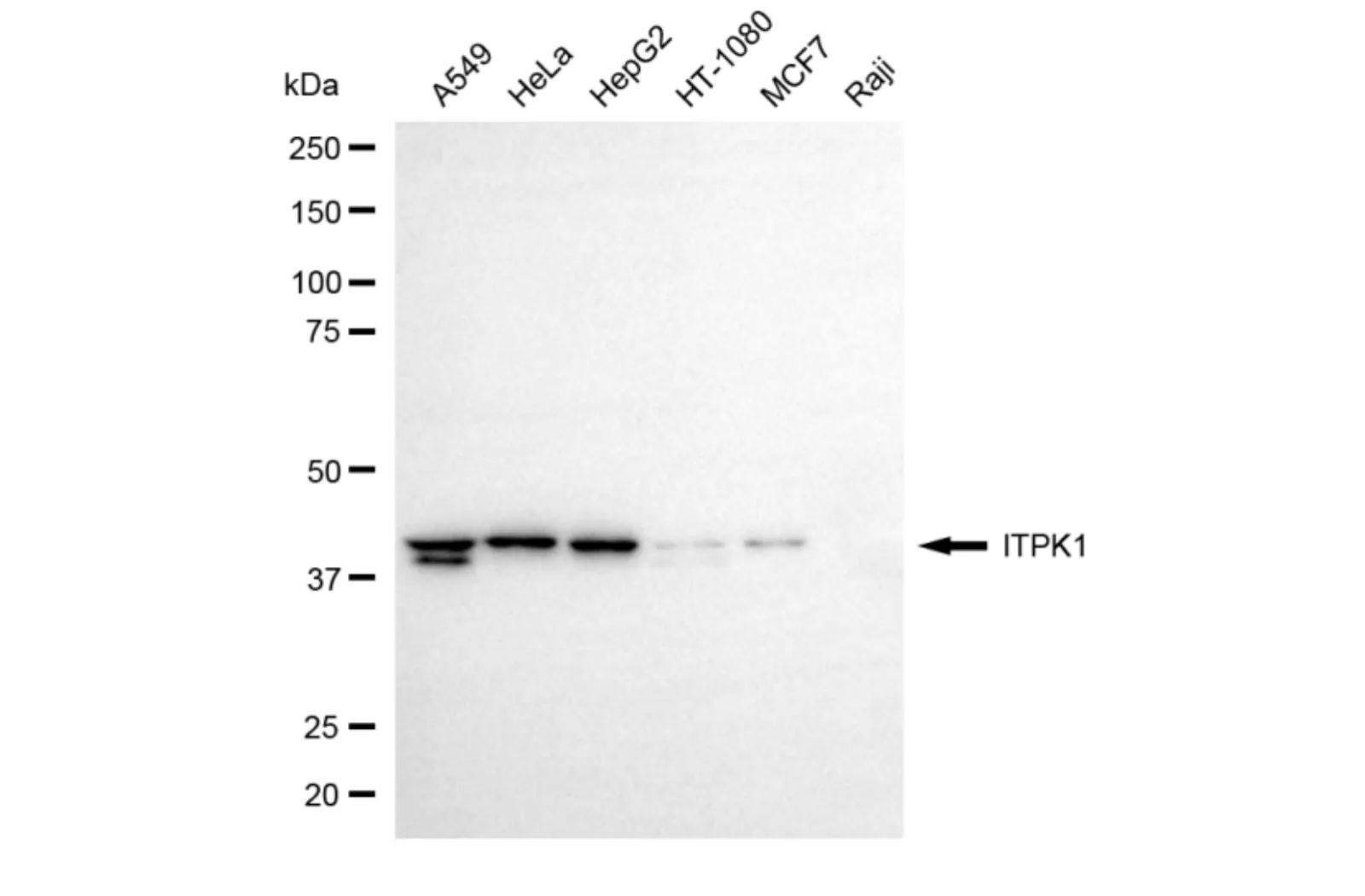 KVAb01782