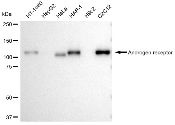 KVAb01633