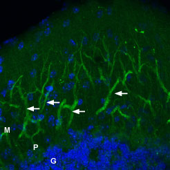 Expression of AMPA Receptor 2 (GluR2) in mouse brain