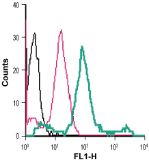 Cell surface detection of β 2 -Adrenoceptor in live intact human THP-1 monocytic leukemia cells: