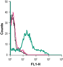 Cell surface detection of P2RX1 in live intact human MEG-01 megakaryoblastic leukemia cells: