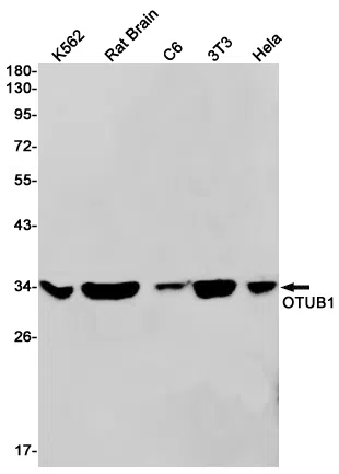 AMRe85889