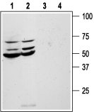 Western blot analysis of human colon cancer HT-29 (lanes 1 and 3) and human Colo-205 colon cancer (lanes 2 and 4) cell line lysates: