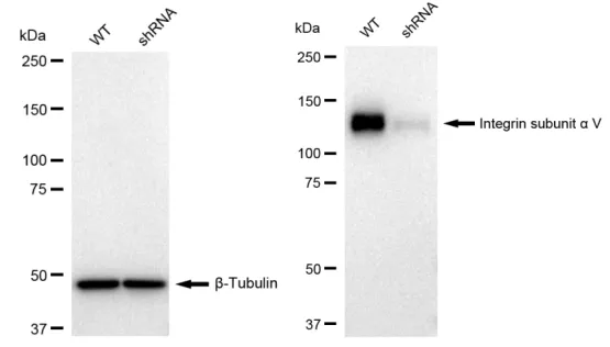 KVAb01736