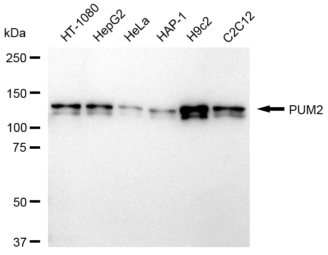 KVAb00934
