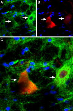 Expression of P2RX4 in rat brain