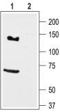 Western blot analysis of rat brain lysate: