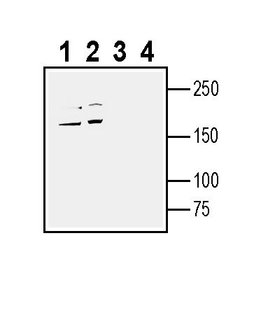 Western blot analysis of human Caco-2 colorectal adenocarcinoma cell line lysate (lanes 1 and 3) and human U-87 MG glioma cell line lysate (lanes 2 and 4):