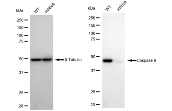 KVAb01247