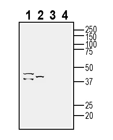 Western blot analysis of rat spleen lysates (lanes 1 and 3) and mouse kidney membranes (lanes 2 and 4):