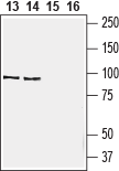 Western blot analysis of rat (lanes 13 and 15) and mouse (lanes 14 and 16) spleen lysate: