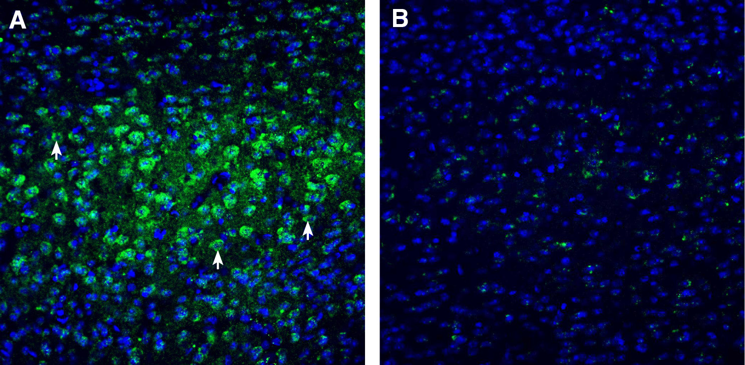 Expression of CHRM3 in mouse cortex.