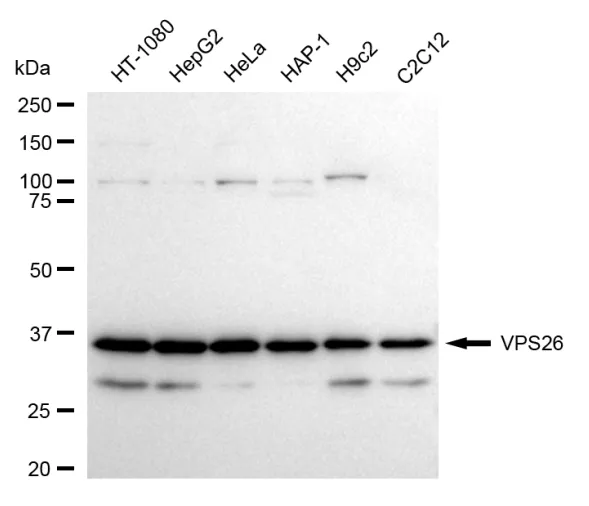 KVAb00856