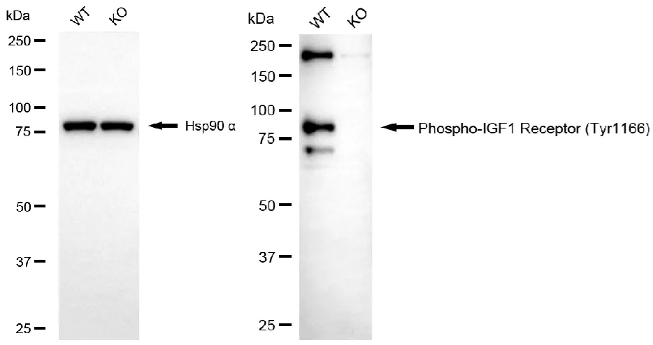 KVAb00062