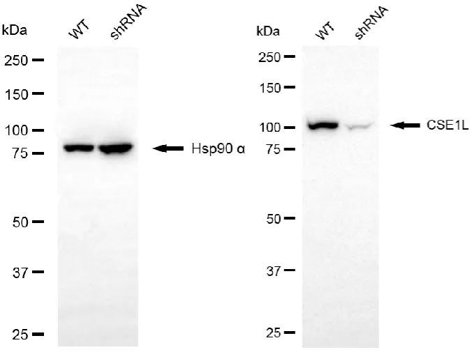 KVAb01139