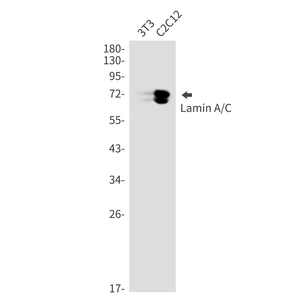 AMRe03062