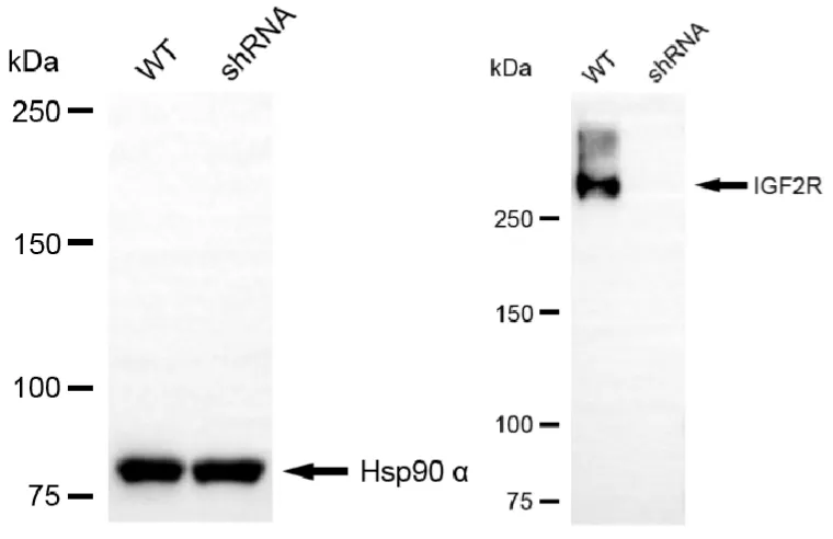 KVAb01086