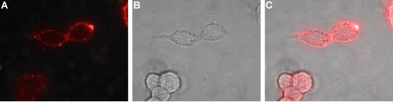 Expression of EphB1 in rat PC12 cells