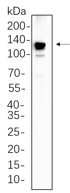 AMRe21075