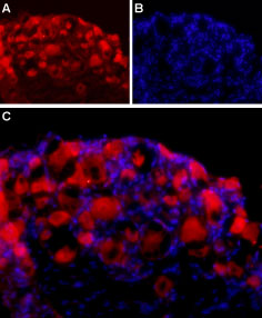 Expression of NLGN2 in rat DRG