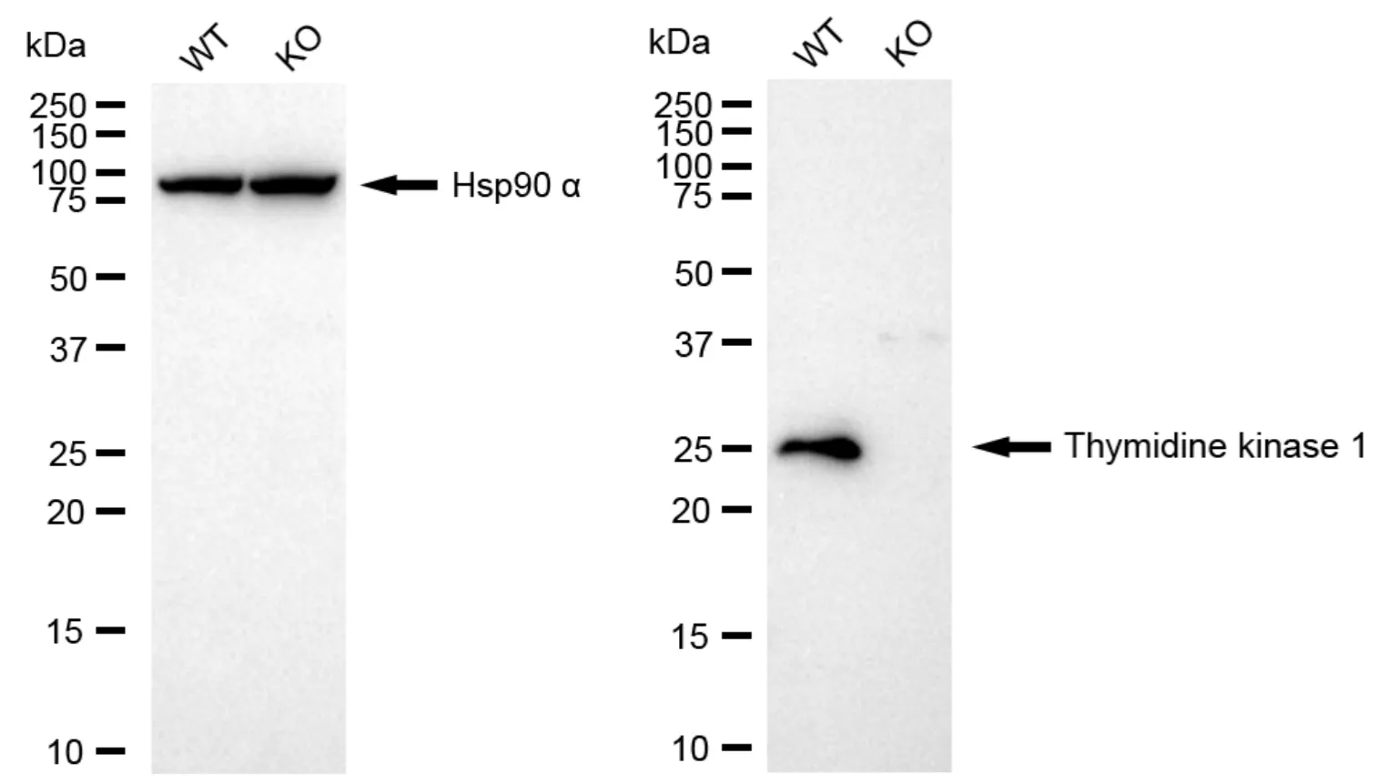 KVAb01263