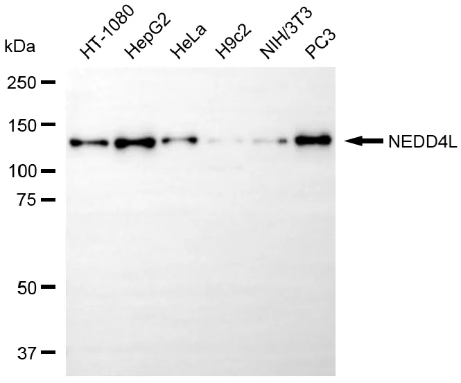 KVAb01416