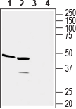 Western blot analysis of human acute monocytic leukemia THP-1 (lanes 1 and 3) and human promyelocytic leukemia HL-60 (lanes 2 and 4) cell line lysates: