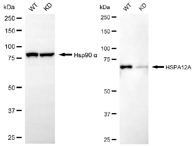 KVAb01566