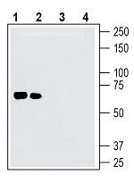 Western blot analysis of mouse brain lysates (lanes 1 and 3) and rat brain lysates (lanes 2 and 4):