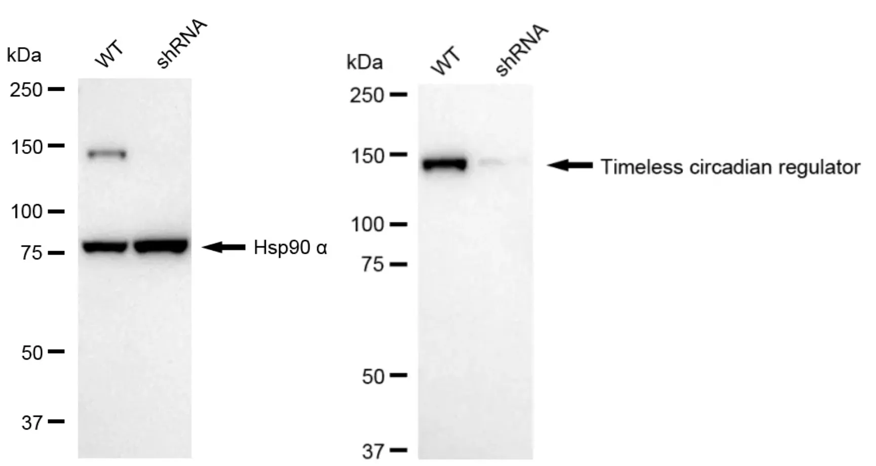 KVAb00834