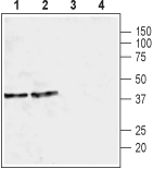 Western blot analysis of rat brain membrane (lanes 1 and 3) and mouse brain membrane (lanes 2 and 4):
