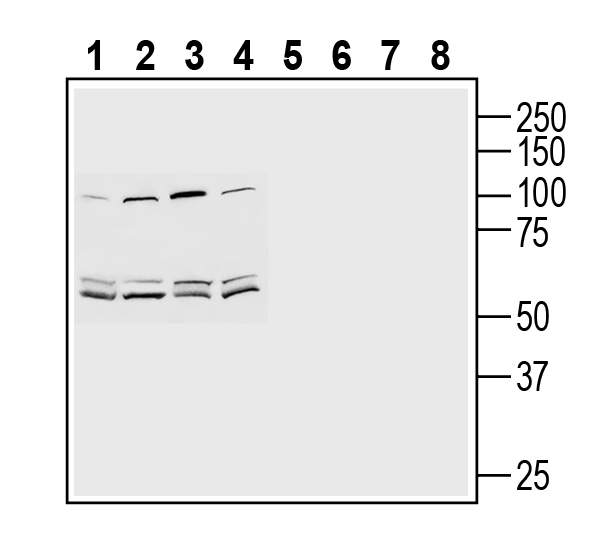 Western blot analysis of human LNCaP prostate adenocarcinoma cell line lysate (lanes 1 and 5), human MCF-7 breast adenocarcinoma cell line lysate (lanes 2 and 6), human THP-1 monocytic leukemia cell line lysate (lanes 3 and 7) and human Jurkat T-cell l