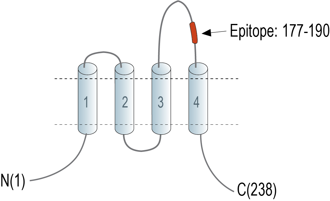 immunogen