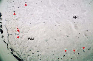 Expression of Neurotrophin 4 in mouse spinal cord