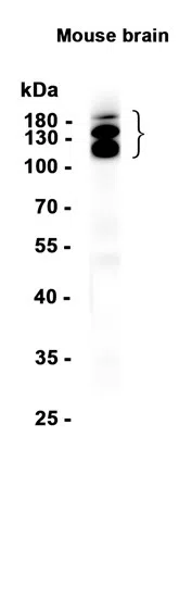 AMRe86340