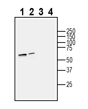 Western blot analysis of human U-87 MG glioma cell line lysate (lanes 1 and 3) and human HUVEC endothelial cell line lysate (lanes 2 and 4):