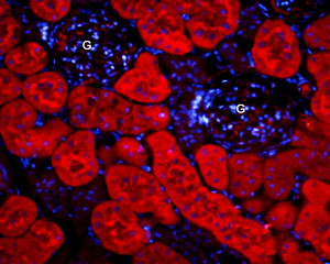 Expression of AQP1 in rat kidney