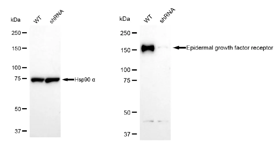 KVAb00826