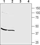 Western blot analysis of mouse (lanes 1 and 3) and rat (lanes 2 and 4) brain membranes :