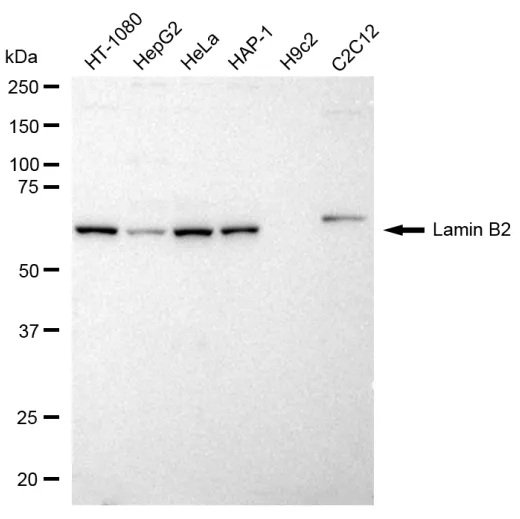 KVAb01513
