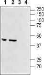 Western blot analysis of rat heart membranes (lanes 1 and 3) and mouse heart lysate (lanes 2 and 4):