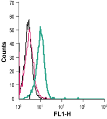Cell surface detection of EphB4 in live intact human Jurkat T-cell leukemia cells: