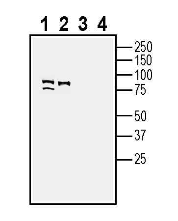 Western blot analysis of mouse brain lysate (lanes 1 and 3) and rat brain lysate (lanes 2 and 4):
