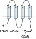 immunogen