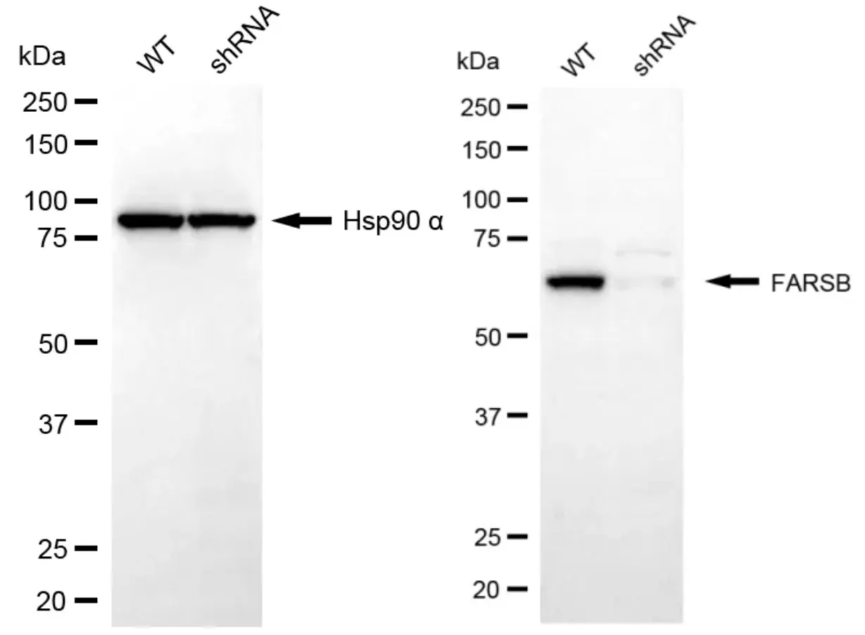 KVAb00559